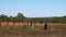 Wide view of magnetic termite mound in the northern territory