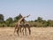 Wide view of male giraffes necking in masai mara, kenya