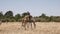 Wide view of male giraffes necking in masai mara, kenya