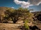 Wide view to a typical tree in the volcanic area of Tenerife