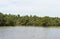 Wide view of Tra Su flooded indigo plant forest, with flying flock of stork in An Giang, Mekong delta, Vietnam