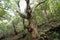 Wide View of trees in Forest focusing single tree