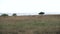wide view of two cheetah stalking young hartebeest and gazelle at serengeti national park