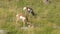 Wide view of two pronghorn antelope grazing in yellowstone