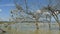 Wide view of weaver bird nests at lake baringo, kenya