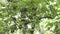 Wide view of white-capped noddy terns nesting in a pisonia tree