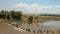 Wide view of wildebeest crossing the mara river in kenya