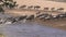 wide view of wildebeest herd crossing the mara river