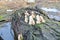 Wide View of Winter Mushrooms on Log