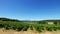 Wide vineyard view. Provence, France.