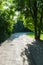 A wide walking asphalt road in the park against the background of green lawns and tall trees