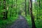 Wide walking dirt path in the green forest