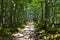 Wide walking path leading through a broadleaf, deciduous, temperate forest