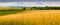 Wide wheat field and picturesque sky in cloudy weather. Panorama