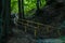 A wide wooden steep staircase leading to the forest kingdom of nature.