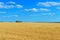 A wide yellow field of spikelets of wheat and a blue sky above it. Sunny weather. The concept: peace and prosperity