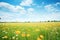 wideangle shot of a vast field filled with yellow wildflowers