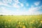 wideangle shot of a vast field filled with yellow wildflowers