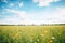 wideangle shot of a vast field filled with yellow wildflowers