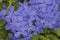 widely known as Plumbago Capensis. Blue plumbago blooming blossom closeup clusters macro on nature