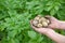 Wider angle image of home grown potatoes freshly picked