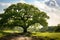 Widescreen beautiful tree landscape generative ai