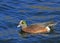 Widgeon