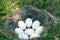 The Widgeon (Anas penelope) duck\'s nest