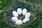 The Widgeon (Anas penelope) duck\'s nest
