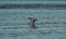 Widgeon Duck skimming ocean water