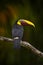 Widlife, bird in forest. Chesnut-mandibled Toucan sitting on the branch in tropical rain with green jungle in background. Wildlife