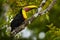 Widlife, bird in forest. Chesnut-mandibled Toucan sitting on the branch in tropical rain with green jungle in background. Wildlife