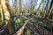 Widlife habitat in Quarry Wood Nature Reserve, Crowhurst, East Sussex, England