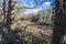 Widlife habitat in Quarry Wood Nature Reserve, Crowhurst, East Sussex, England