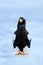 Widlife Japan. Steller`s sea eagle, Haliaeetus pelagicus, bird with catch fish, with white snow, Hokkaido, Japan. Eagle on ice. W