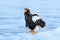 Widlife Japan. Steller`s sea eagle, Haliaeetus pelagicus, bird with catch fish, with white snow, Hokkaido, Japan. Eagle on ice. W