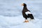 Widlife Japan. Steller`s sea eagle, Haliaeetus pelagicus, bird with catch fish, with white snow, Hokkaido, Japan. Wildlife action