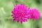 The widow flower Knautia macedonica