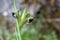 Widow iris, Iris tuberosa