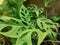 Widow perforated ornamental plant