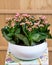 Widow`s-thrill, Kalanchoe in the white pot