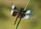 Widow Skimmer