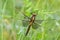 Widow Skimmer dragonfly