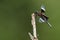 Widow Skimmer dragonfly