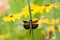 Widow Skimmer Dragonfly