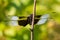 Widow Skimmer Dragonfly