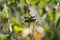 Widow Skimmer Dragonfly Black and Grey.