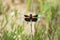 Widow Skimmer Dragonfly - Libellula luctuosa