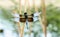 Widow Skimmer Dragonfly Libellula luctuosa Perched on Vegetation Over Water in Colorado