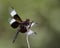 Widow Skimmer (Libellula luctuosa)